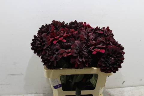 <h4>Dahl Karma Choc</h4>