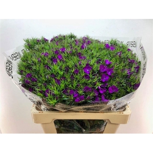 Di Barb Am Neon Purple