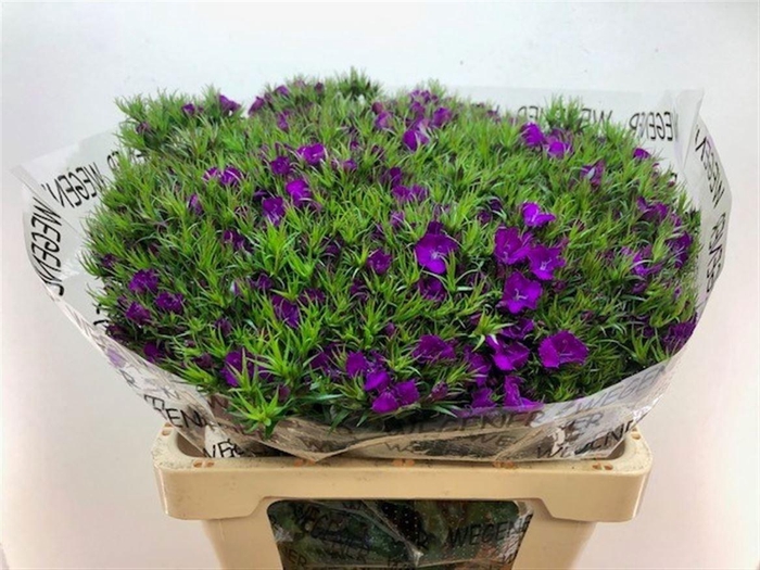 <h4>Di Barb Am Neon Purple</h4>