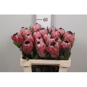 Protea Pink Ice