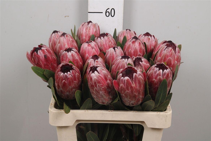 <h4>Protea Pink Ice</h4>
