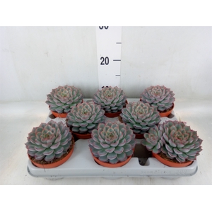 Echeveria  'Hercules'