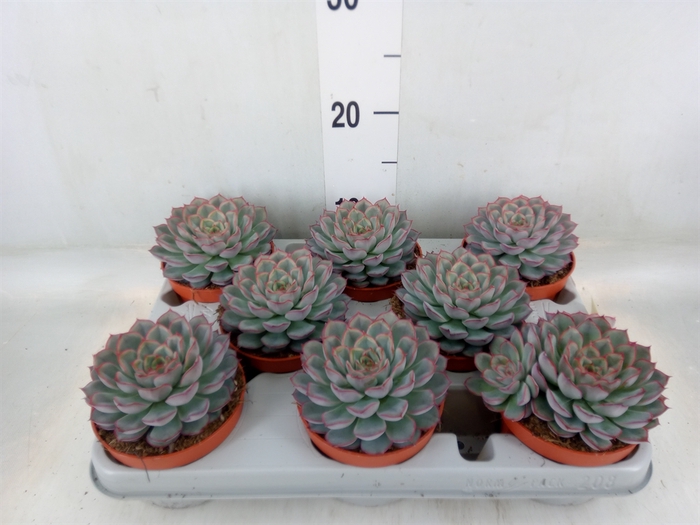 <h4>Echeveria  'Hercules'</h4>