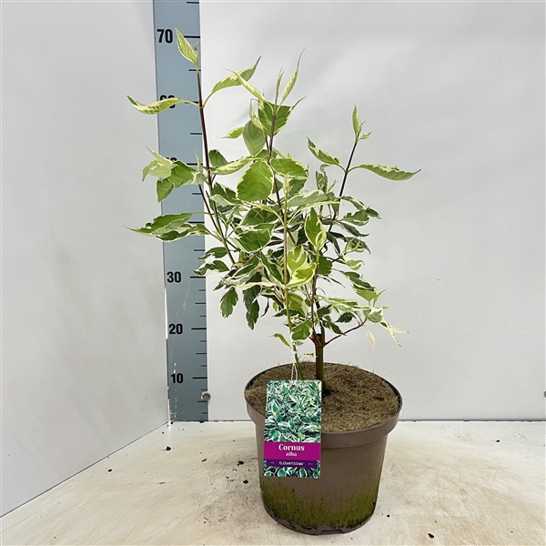 <h4>Cornus alba 'Elegantissima'</h4>