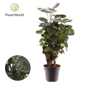 Polyscias 'Fabian'