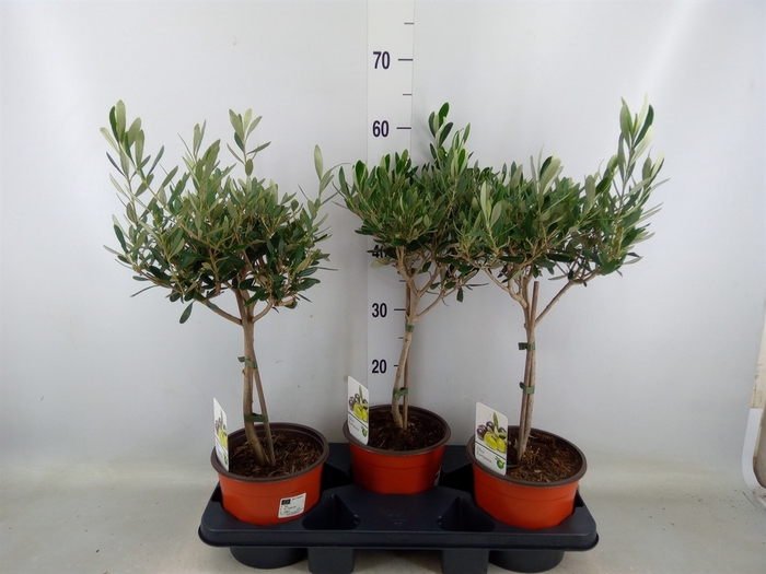 <h4>Olea europaea</h4>