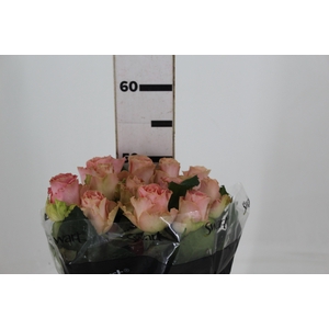 ROSA SOPHIA LOREN 050 CM ESTUFA
