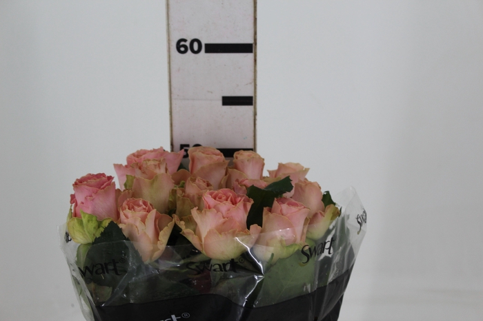 <h4>ROSA SOPHIA LOREN 050 CM ESTUFA</h4>