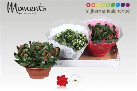 <h4>KAL GE GEM 2 KL</h4>