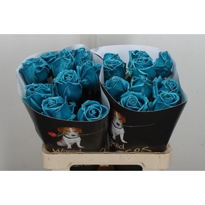 Wax-Rozen Wax Turquoise w17