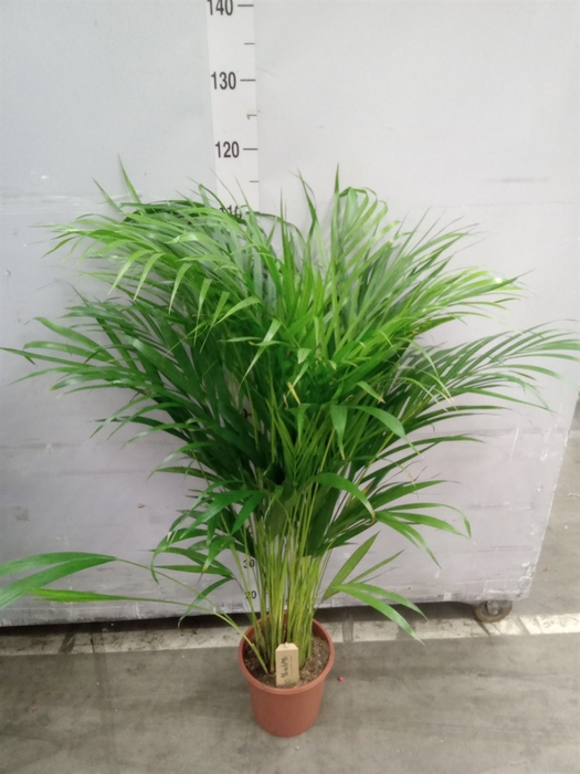 <h4>Dypsis lutescens   ...Chrysalidoca</h4>