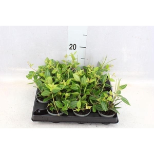 Peperomia