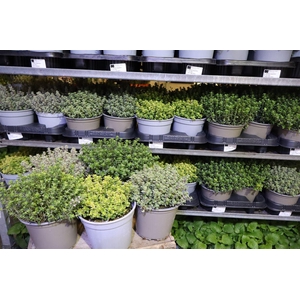 Thymus Mixlayer 1 Srt Per Tray