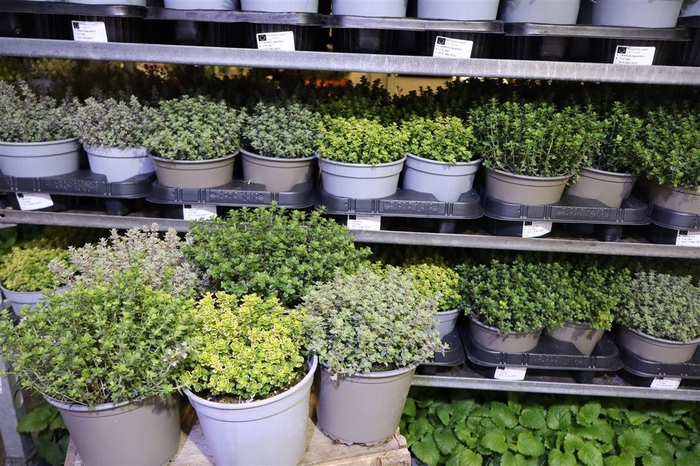 <h4>Thymus Mixlayer 1 Srt Per Tray</h4>