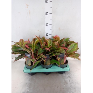 Aglaonema  'Crete'