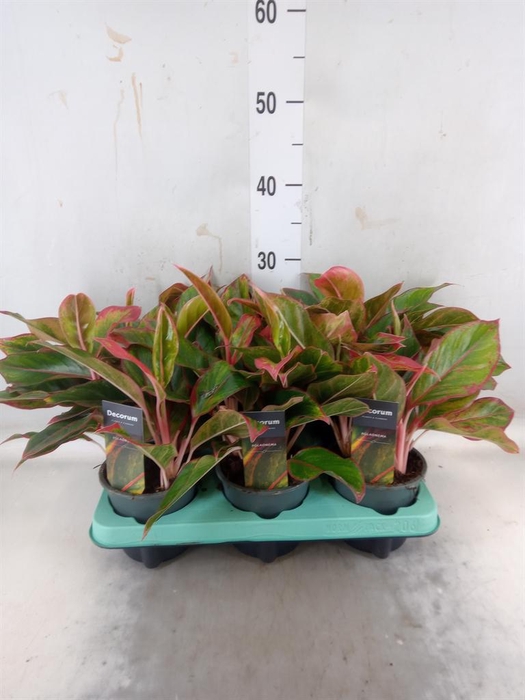<h4>Aglaonema 'Crete'</h4>