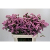 Limonium sinuatum Lucia Pink
