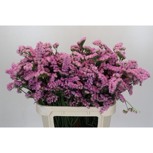 Limonium sinuatum 'Lucia Pink'