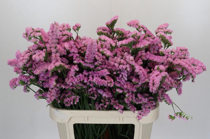 Limonium sinuatum Lucia Pink