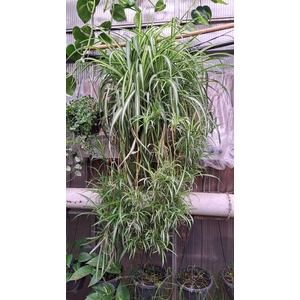 Chlorophytum com.