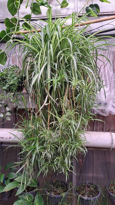 <h4>Chlorophytum com.</h4>
