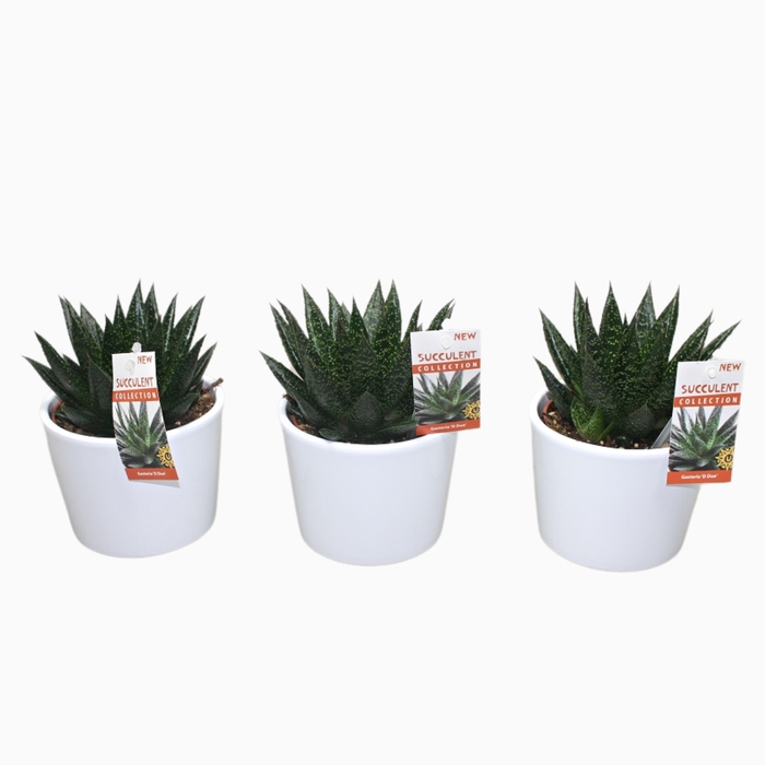 <h4>Gasteria Keramiek Wit</h4>