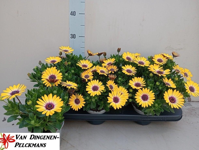 <h4>OSTEO TROPIC SUN</h4>