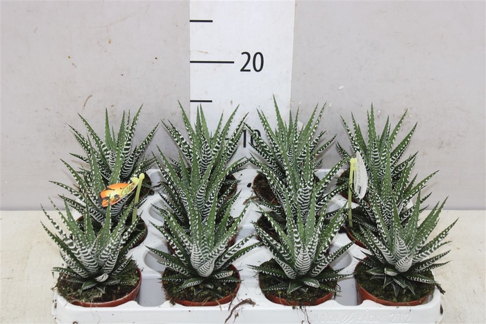 Haworthia Fasciata 'big Band'