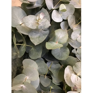 - EUCALYPTUS CINEREA KURZ