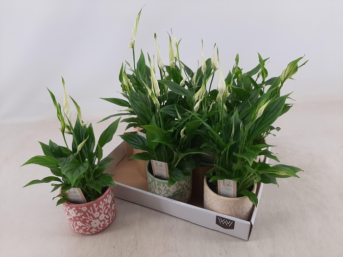 <h4>SPATH CHOPIN</h4>