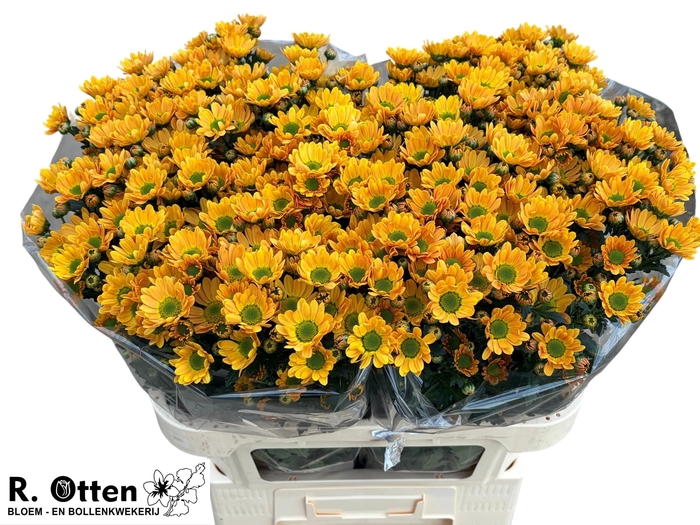 <h4>CHR S ROSSI ORANGE</h4>