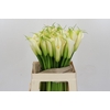 Zantedeschia Eydolls White