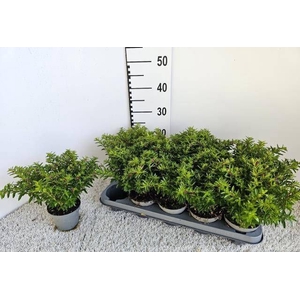 CUPH HYSSOPIFOLIA