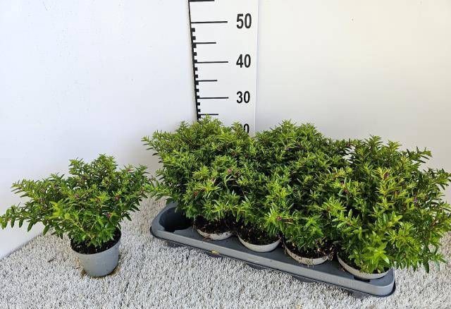 <h4>CUPH HYSSOPIFOLIA</h4>