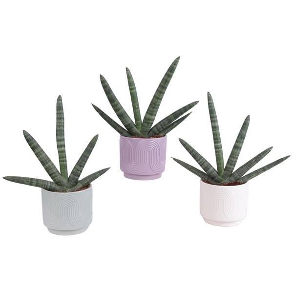 <h4>Sansevieria Cylindrica Handshake in Ø14cm Ceramic SE571</h4>