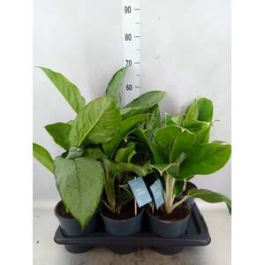 Aglaonema   ...mix