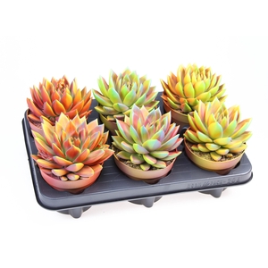 ECHEV CHAMELEON SPECIAL