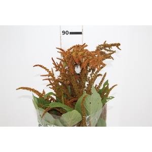 AMARANTHUS DOURADO 070 CM
