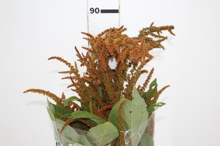 <h4>AMARANTHUS DOURADO 070 CM</h4>