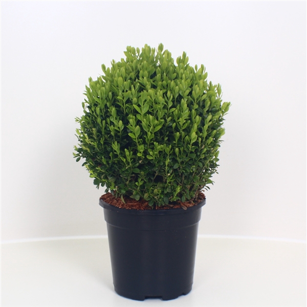 <h4>Buxus sempervirens bol</h4>