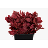 Quercus Preserved Cerise (oak,eik)