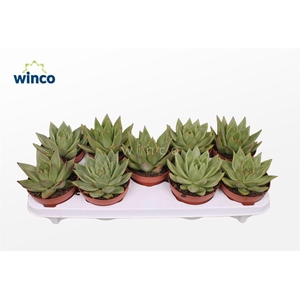 Echeveria Ebony Green