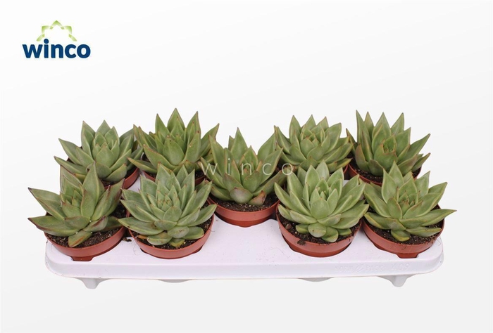 <h4>Echeveria Ebony Green</h4>