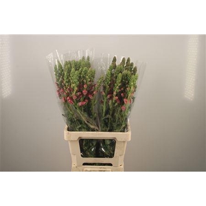 Antirrhinum It. Cherry Rose