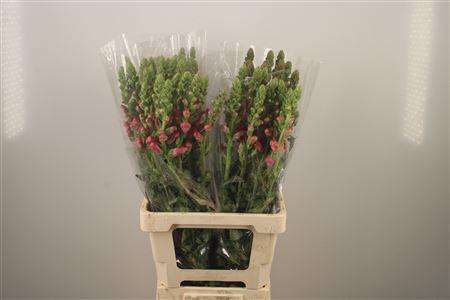 <h4>Antirrhinum It. Cherry Rose</h4>