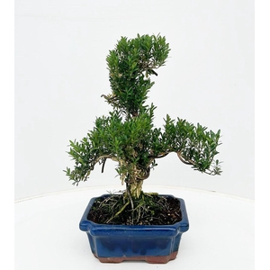buxus harlandii, 20 cm shape, without driptray