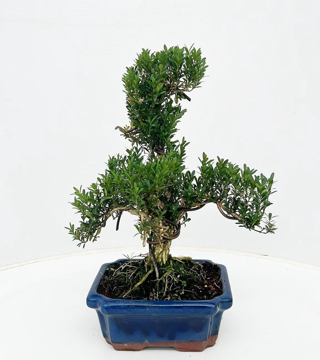 <h4>buxus harlandii, 20 cm shape, without driptray</h4>