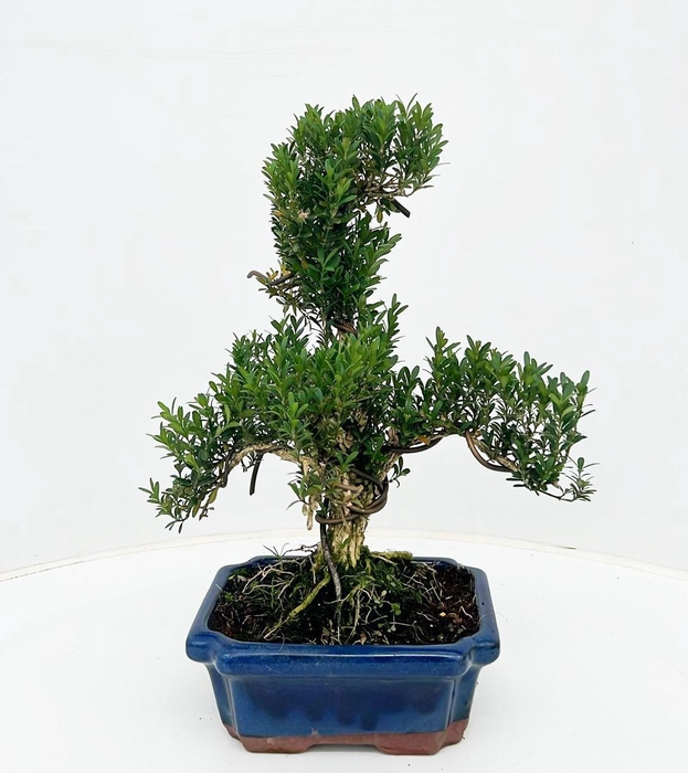 <h4>buxus harlandii, 20 cm shape, without driptray</h4>