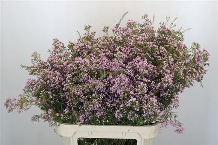 <h4>Chame Un Pirouette</h4>