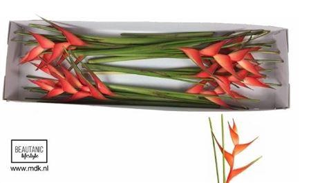 <h4>Helic Tropical</h4>